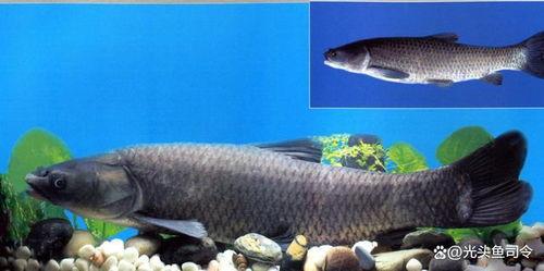 青鱼视频国产3  第2张